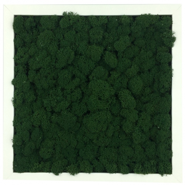 Wall Art made of dark green reindeer moss in a 25x25cm white wooden frame